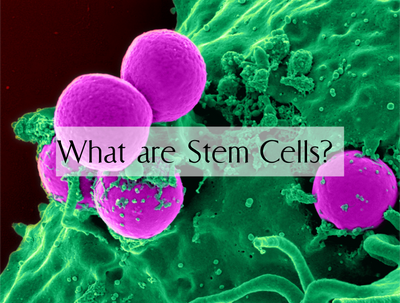 What Are Stem Cells?
